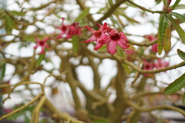 Pink Plumeria Flower