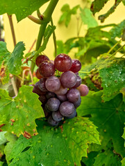 Growing grapes in the garden