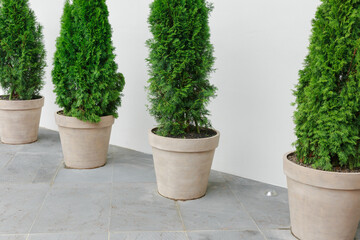 Green trees in front of a white wall.
