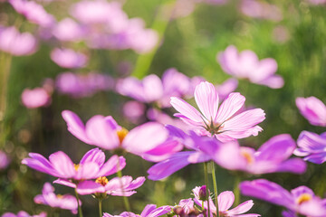Fototapeta premium Pretty pink cosmos in flower in the garden