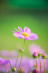 Pretty pink cosmos in flower in the garden.