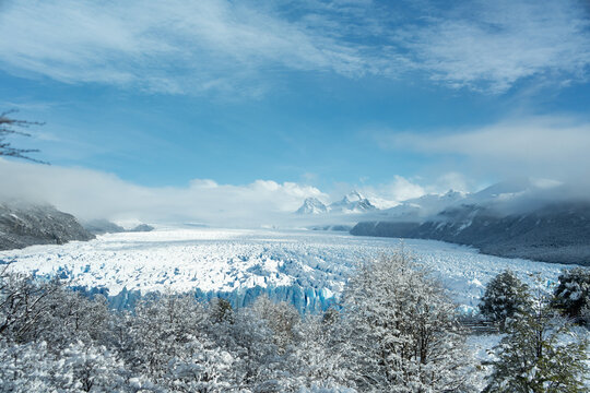 Glacier Perito Moreno And Snowy Trees