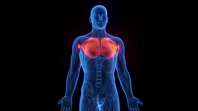 3D rendered medical animation of a man's pectoralis major