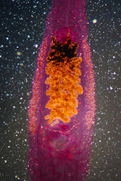 Clonorchis sinensis adults micrograph