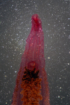 Clonorchis sinensis adults micrograph