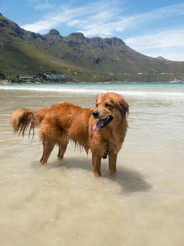 Dog in the sea ta the beach