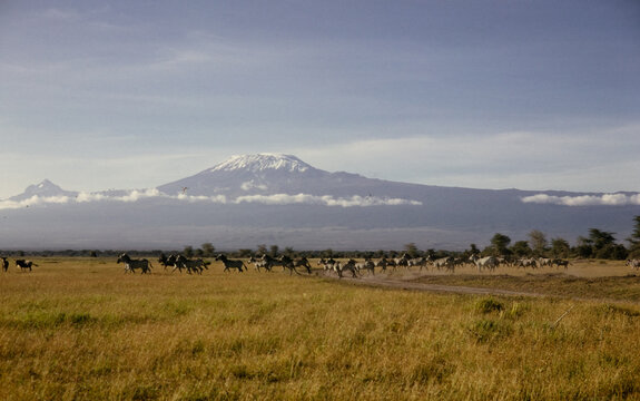 Herd of Zebras With Mount Kilimanjaro