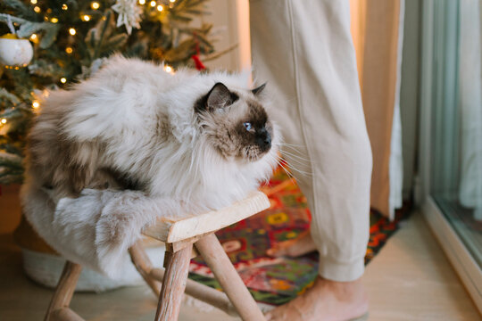 Portrait of a beautiful Birman cat 