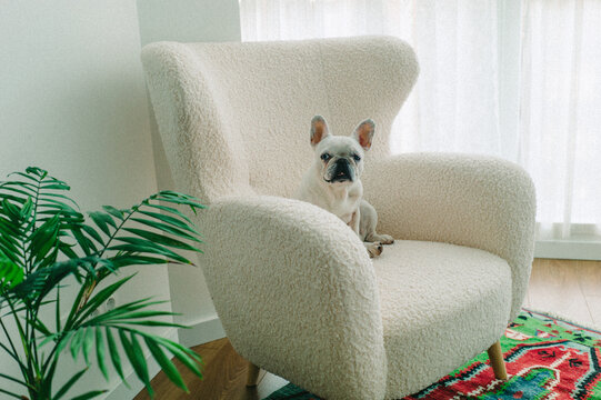 One eyed French Bulldog sitting on a chair