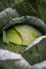 green cannonball cabbage macro