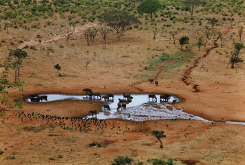 Water Buffalos at Water Hole in Savanna
