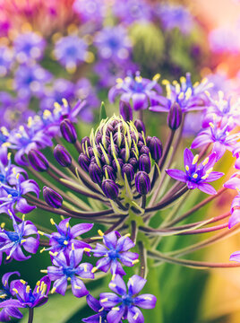 cuban lily (Scilla peruviana)