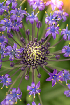 cuban lily (Scilla peruviana)