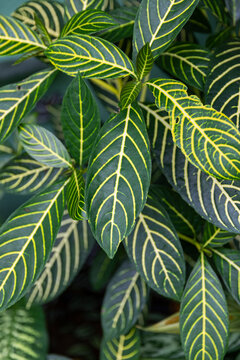 Jungle Nature Tropical Rainforest Sanchezia  Leaf background 