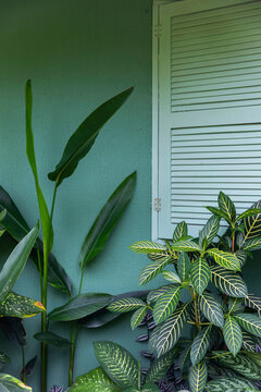 Jungle Nature Tropical  Sanchezia Leaf and banana near window shutter 