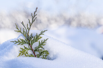 A small frozen thuja branch in the snow. Natural winter and Christmas background