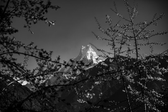 Machhapuchre in monochrome.