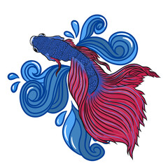 betta fish illustration with splash water ornament for poster or t-shirts design