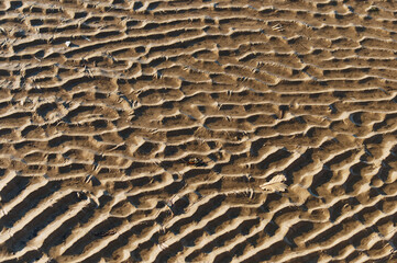 Wavy wet sandy surface during the low tide of sea water. Natural abstract texture. Solar side light. The concept of image uniqueness. Fingerprint.