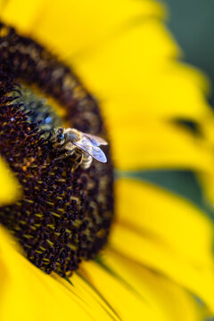 Bee on Sunflower