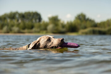 swimming weimaraner dog  