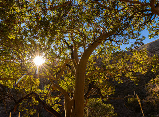 Sunburst Through Texas Madrone Tree in McKittrick Canyon, Guadalupe Mountains National Park, Texas, USA