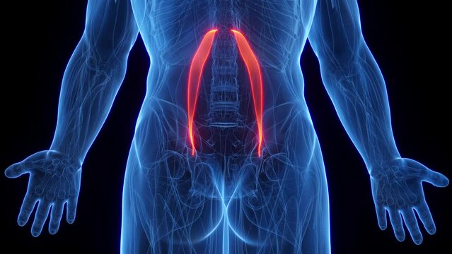 3D rendered medical animation of a man's psoas minor