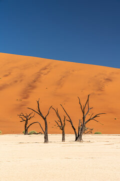Dead trees and dunes with blue sky in desert, Namibia, Africa.