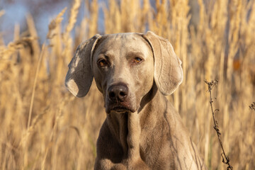 portrait of a weimaraner dog in the field