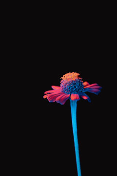 an illuminated daisies with colored light at night