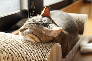 お昼寝をする猫