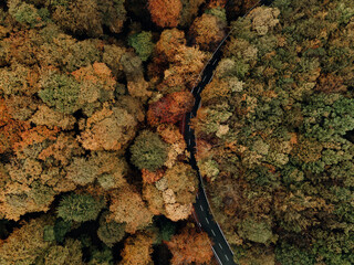 Aerial view of thick forest in autumn with road cutting through