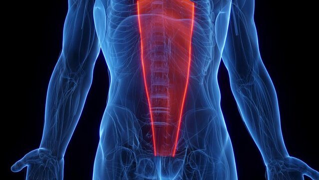 3D rendered medical animation of a man's rectus abdominis