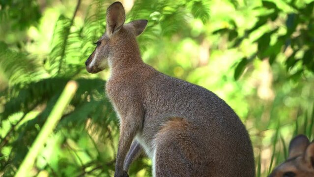 Shy red-necked wallaby. notamacropus rufogriseus spotted in the wild, surrounded by dense green vegetations, wondering around the environment, close up shot of native Australian wildlife species.