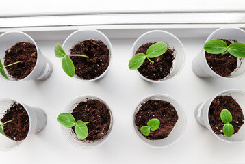 Growing seedlings on the windowsill in the house. Young cucumber sprouts in pots top view.