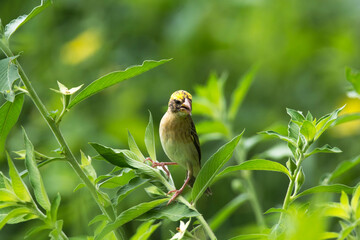 bird on the grass