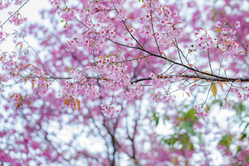 Beautiful cherry blossoms blooming in park, Sakura flower background.