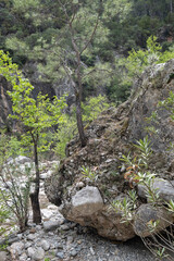 Obraz premium trees in the rocks