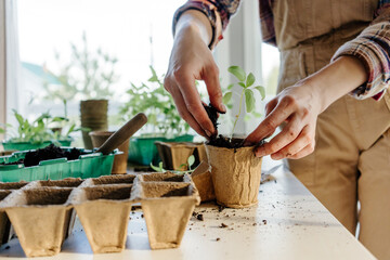 Female gardener planting plant