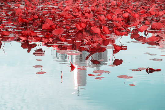 Infrared photography of lotus leaves and city buildings
