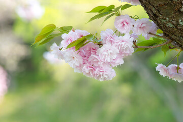 満開を迎えた美しい八重桜の花