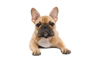 French bulldog lying with paws, looking in camera on isolated white background, front view
