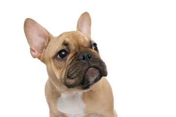 Close-up portrait of a French bulldog looking at side on isolated white background