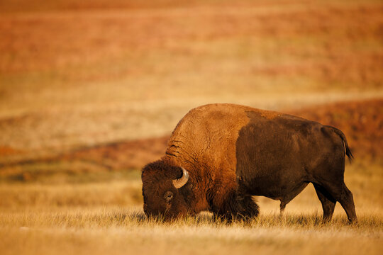 American Bison