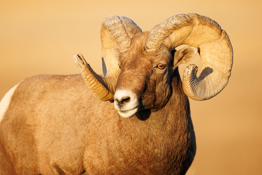 Bighorn Sheep
