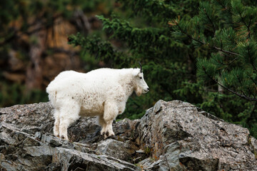 Mountain Goat