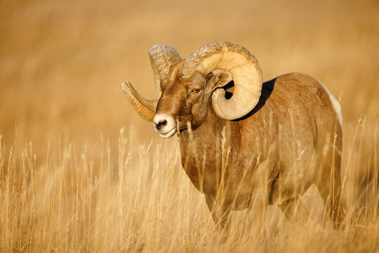 Bighorn Sheep