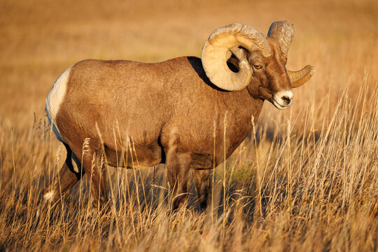 Bighorn Sheep