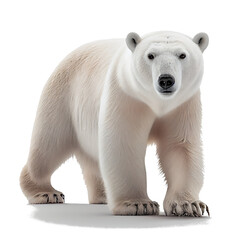 polar bear isolated on white background - obrazy, fototapety, plakaty