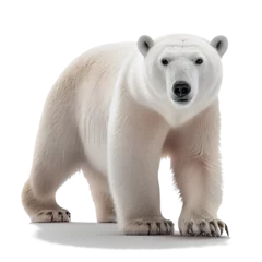 Foto op Canvas polar bear isolated on white background © I LOVE PNG